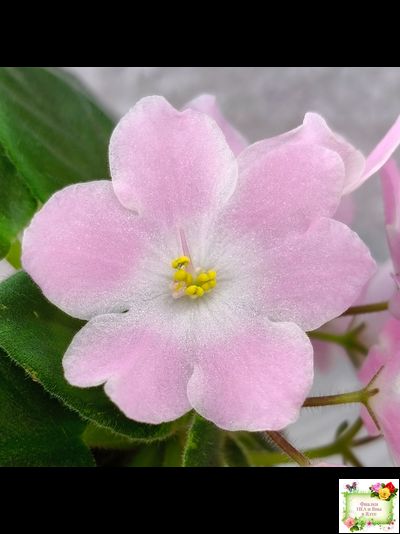 Н-Принцесса на Горошине (Н. Бердникова) 2014 г.