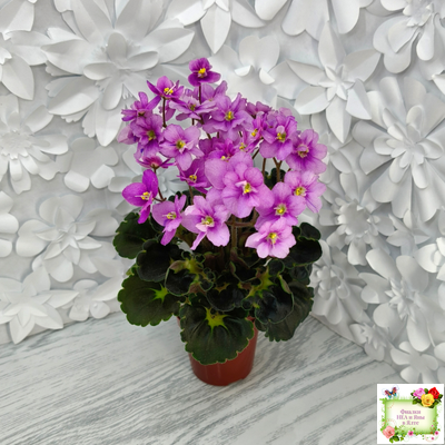 LV-Ланселот (Л. Шевелева) 2025 г. (клакамасный гёрл с кроновой пестролистностью)