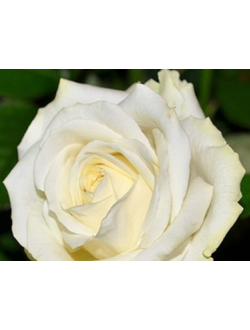 Белый Шоколад (White chocolate) роза , ЗКС
