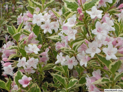 Вейгела Карикатура - Caricature