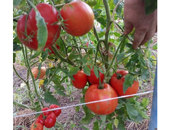 Томат Добрая Фея (Bonne Fee , Франция)