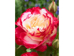 Дабл Дилайт