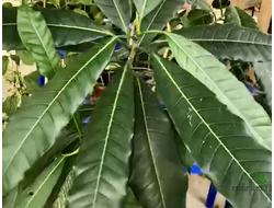 Ficus (T18) Mango leaf / фикус Нервоза