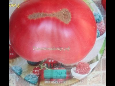 Томат Минусинский властелин