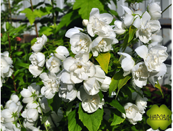 Чубушник (Жасмин) "ВЕРДЖИНАЛ" (душистый) Р9