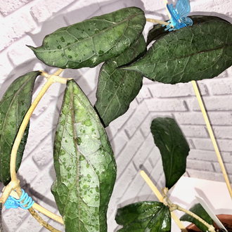 Hoya Clemensiorum
