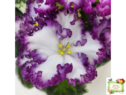 АВ-Навсегда (Фиалковод) 2021 г. (лист посажен 03.11.25)