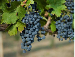 Виноград Оленьевский, C7