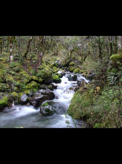 Купить греющую картину с фото лесной ручей