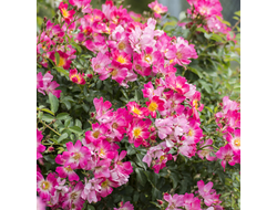 Пинк Дрифт (Pink Drift)