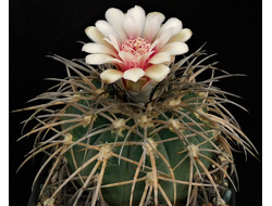 Gymnocalycium spegazzinii v.horizonthalonium VG-365 - 5 семян