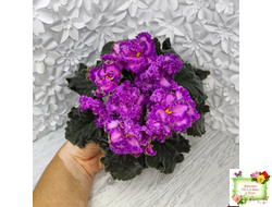 ПТ-Принцесса Жасмин Люкс (Т.Пугачева) 2018 г.