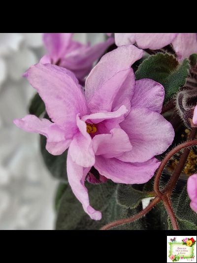 Pink Tulip Gold (японская селекция)