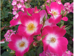 Букаву (Bukavu)