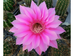 Echinopsis hybrid `Лабушка` - 5 семян