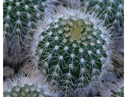 Eriocactus claviceps var. HU 500 (D=10-15mm)