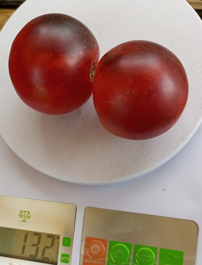 Томат Гондвана роза (Dwarf Gondwana Rose)