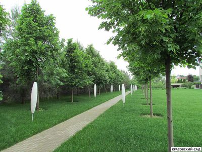 Рулонный газон ДеЛюкс