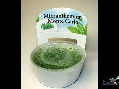 Микрантемум Монте-Карло (меристемный)