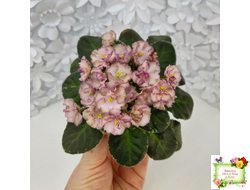 Н-Яшма (Н. Бердникова) 2015 г.