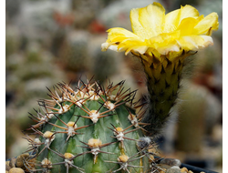 Acanthocalycium thionanthum TK 230 - 5 семян