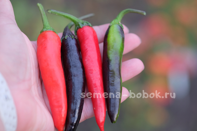 Перец сладкий Мурасаки Тогараши Ямато, 10 шт