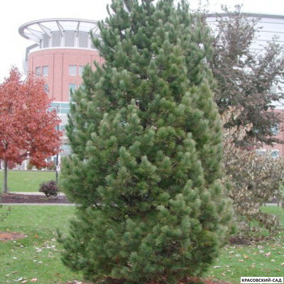 Сосна кедровая европейская Ортлер - Ortler