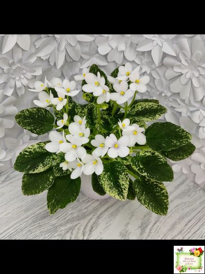 Alan’s Fallen Angel (A.Murphy) трейлер