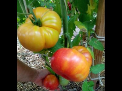 Томат Олд флейм (Old Flame, Старое пламя)