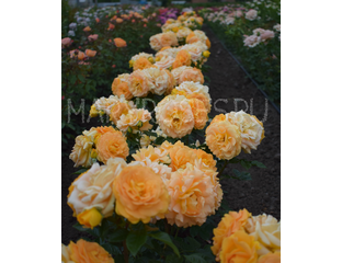 Гольдельзе (Goldelse) фл