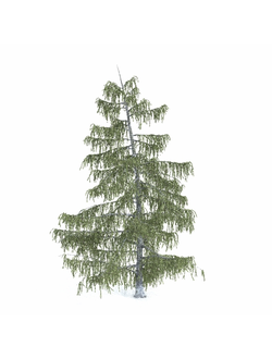 хвойные Ель Бревера 6