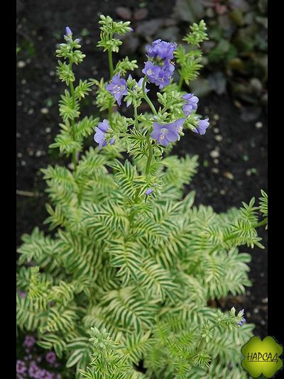 Синюха пестролистная "Брайс де Анжу"