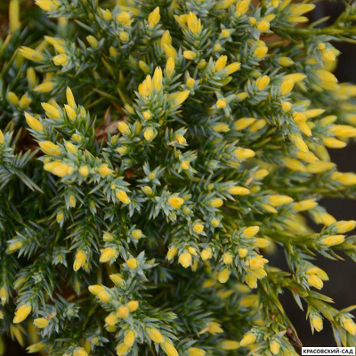 Можжевельник Голд Тип - Gold Tip