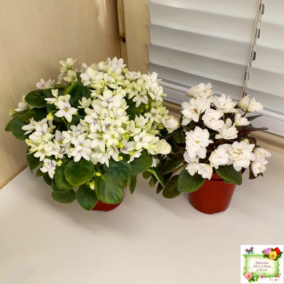 Broadway Star Trail (Селекционер неизвестен) трейлер