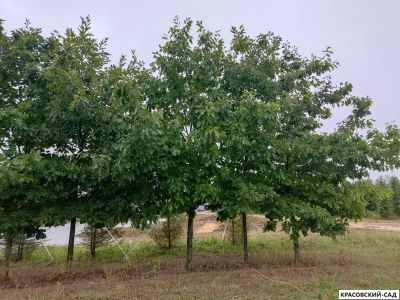 Дуб красный