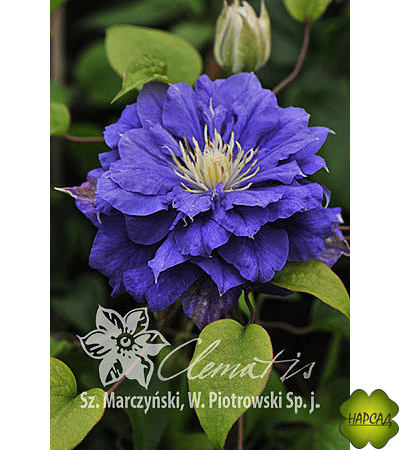 Клематис "Kiri Te Kanawa" (Кири Те Канава) (2 группа обрезки)