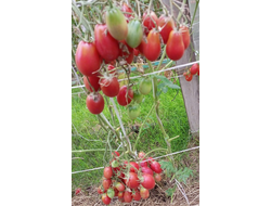 Томат Чио-чио-сан