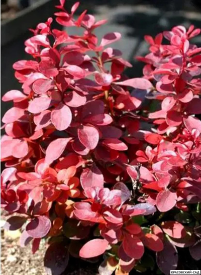 Барбарис Тунберга Pink Perfection - фото листвы - красовский-сад.рф