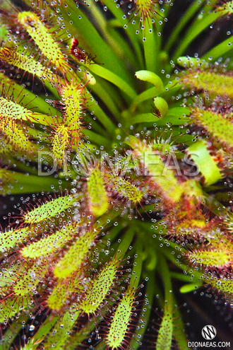 Drosera "Capensis Cretee"