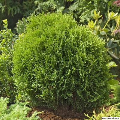 Туя Тини Тим - Tiny Tim