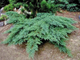 Можжевельник казацкий Rockery Gem