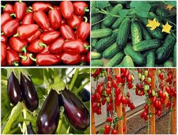 Рассада овощных культур