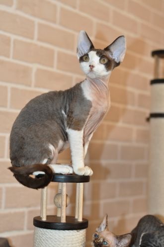 Мальчик окраса шоколад с белым.