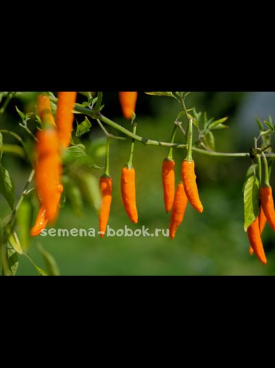 Перец острый Onza Amarillo, 10 шт