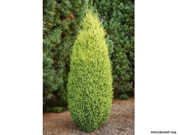 Можжевельник обыкновенный Голд Кон - Gold Cone