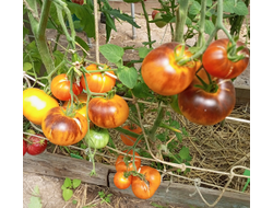 Томат Золотое яблоко