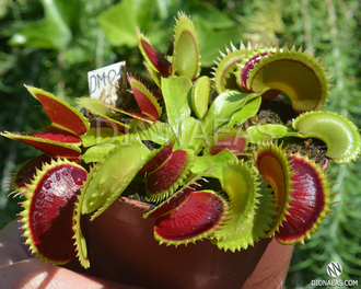 Dionaea muscipula Dracula