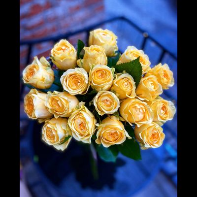 Роза Россия 50 см 19 шт