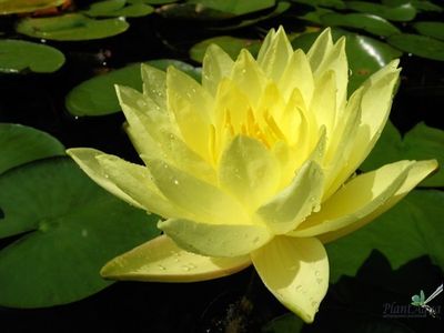 Нимфея Джой Томоцик