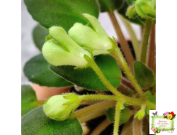 ML-Крыжовник (Miniviolets Lux) 2024 г. (детка)